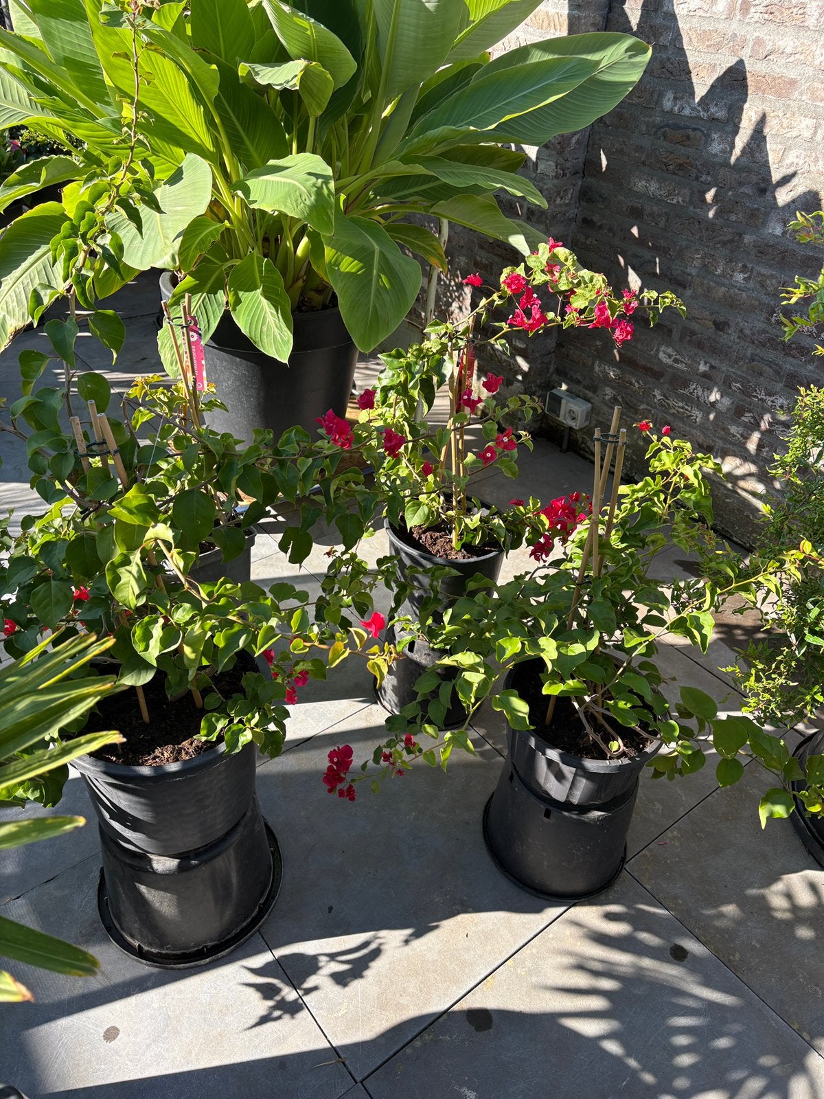 Aangeboden 4 mooie nog bloeiende bougainvillea’s in pot!, Volle zon, Vaste plant, Zomer, Ophalen