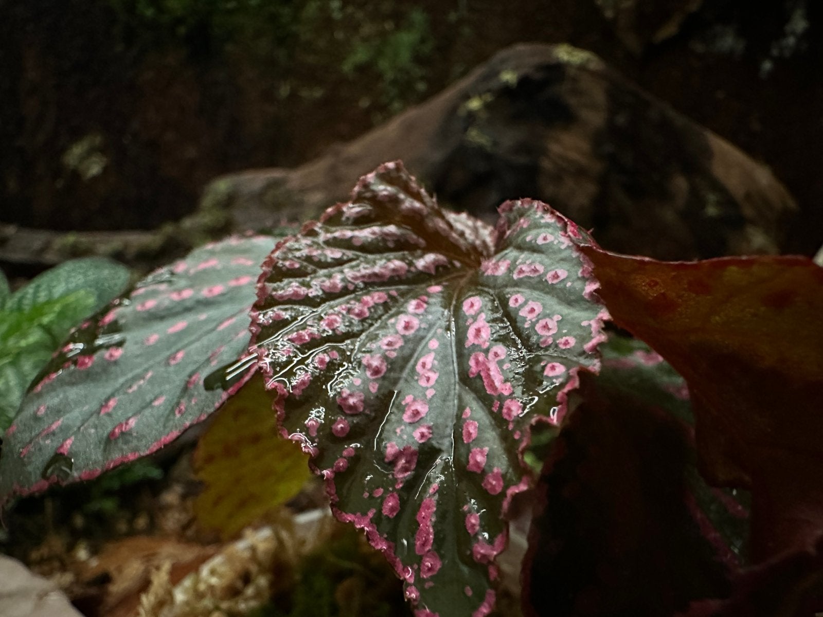 Begonia Saripoi, Ophalen of Verzenden, Halfschaduw, Minder dan 100 cm