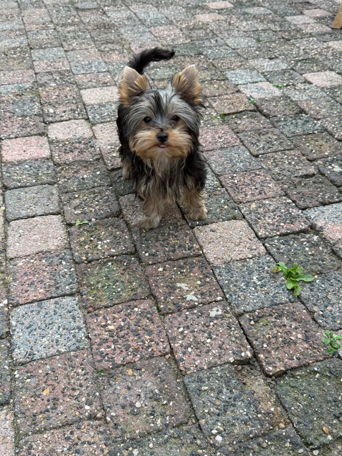 Yorkshire Terrier, Dieren en Toebehoren, Yorkshire Terriër, 8 tot 15 weken, Meerdere, Meerdere dieren