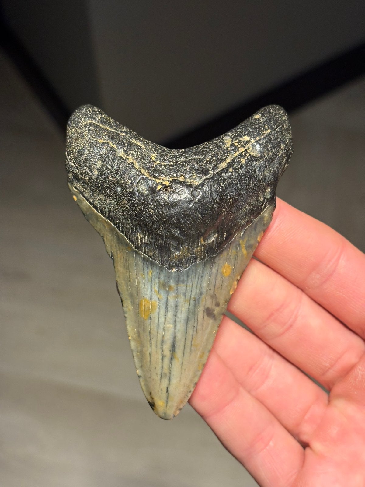 Megalodon haaientand fossiel North Carolina, Verzamelen, Ophalen of Verzenden, Fossiel