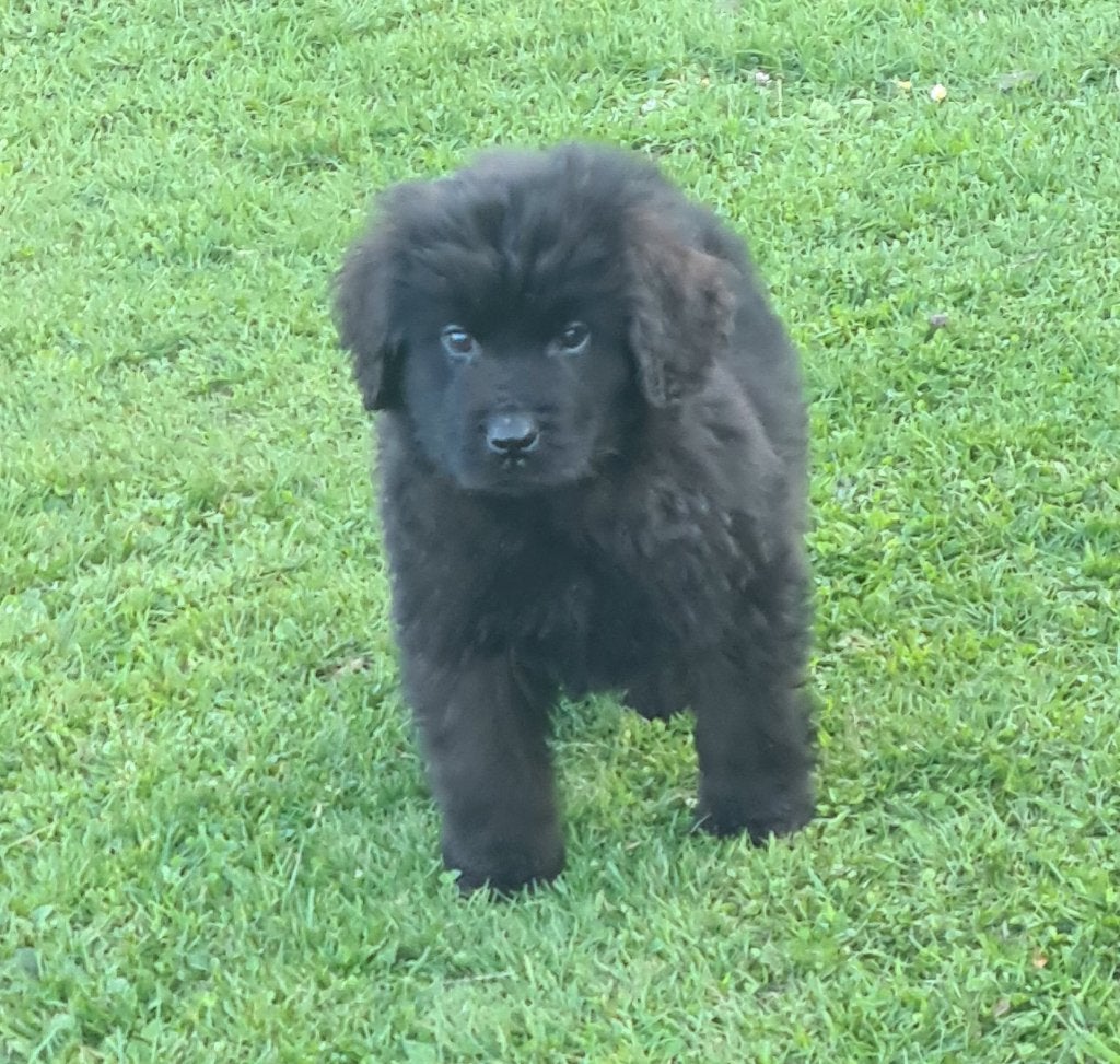 Newfoundlander pups, Dieren en Toebehoren, Parvo, 8 tot 15 weken, Bulldog, Meerdere