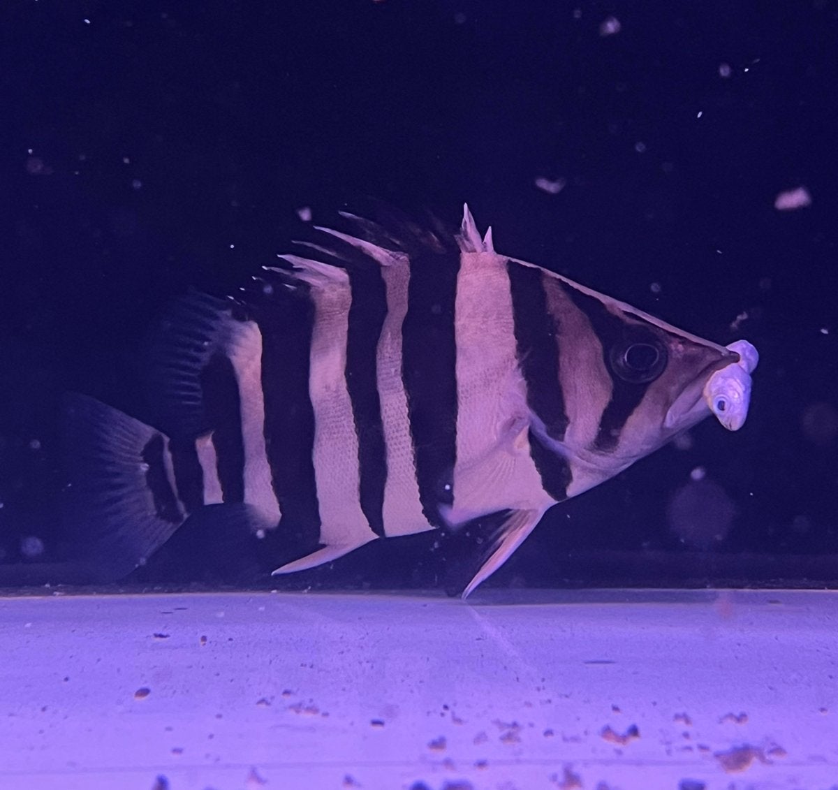 Siamese Tigerbaars, Vis