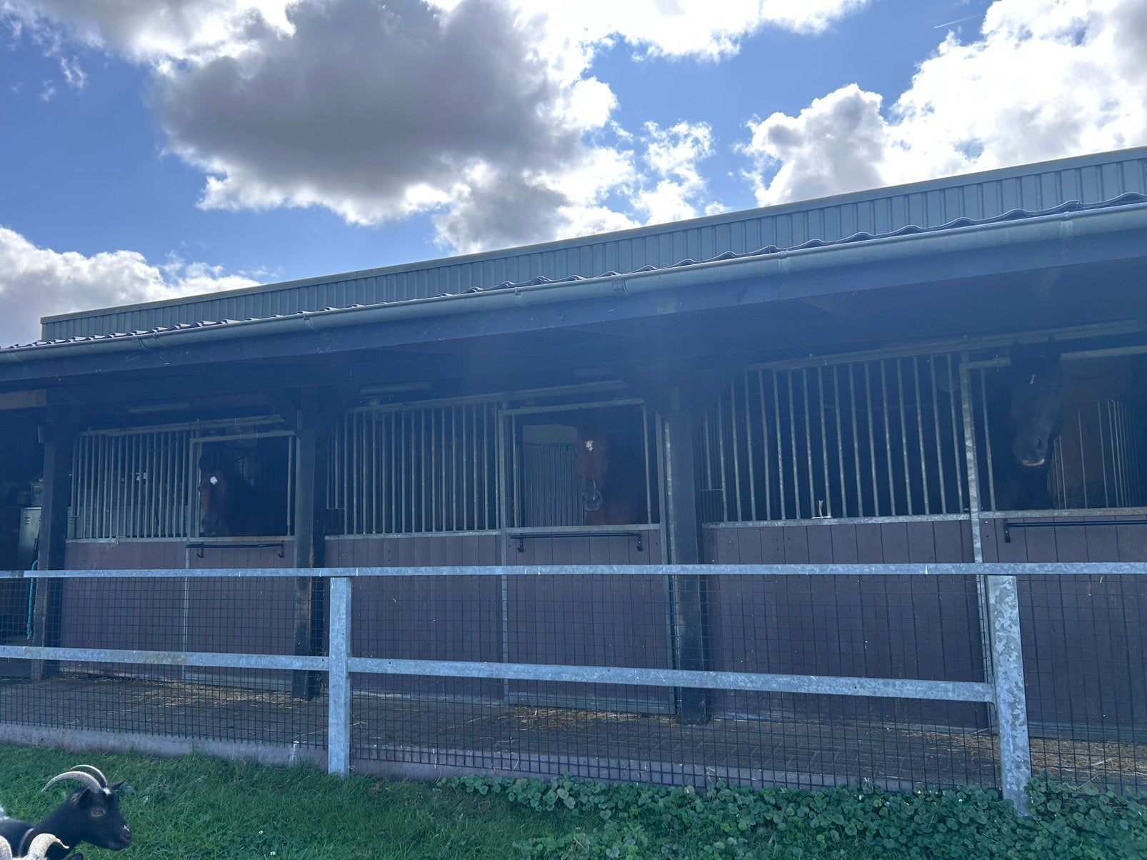 Box te huur met paddock, Dieren en Toebehoren