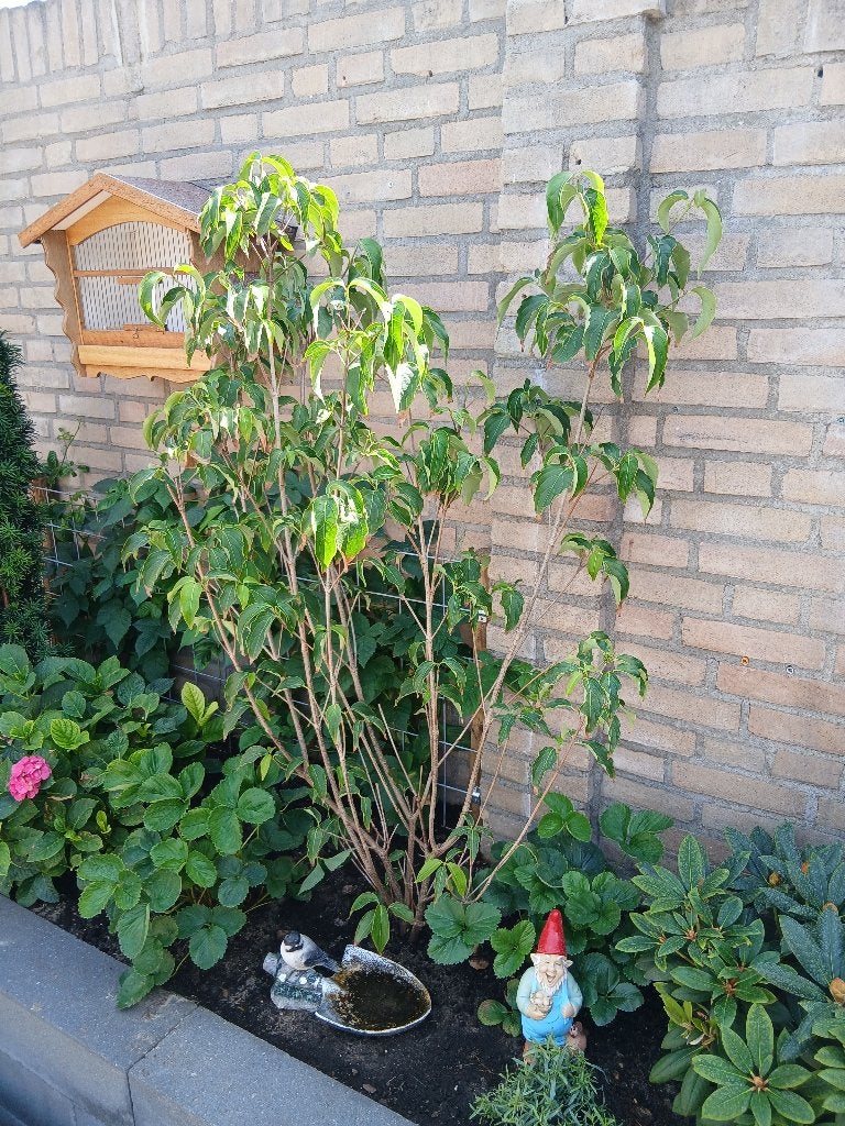 Cornus kousa, Overige soorten, Lente, 100 tot 250 cm, Ophalen
