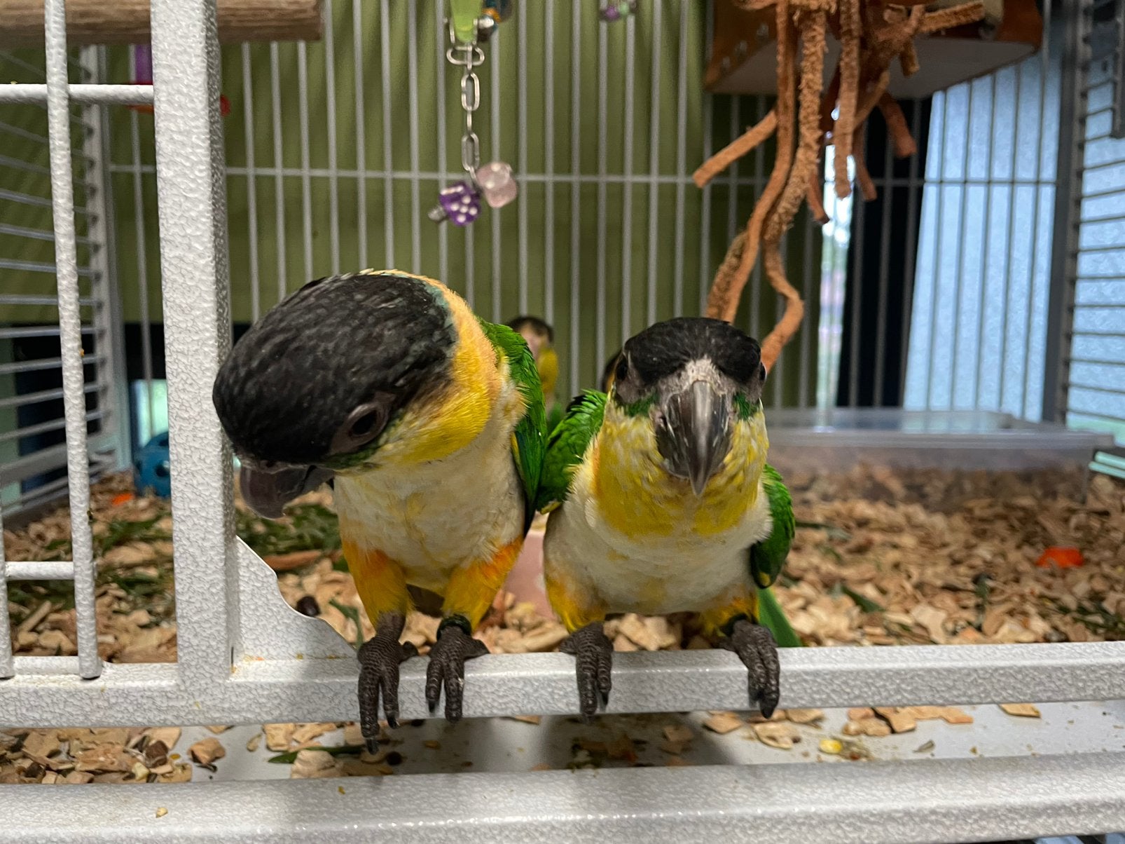 Zwartkop caique, Mannelijk, Geringd