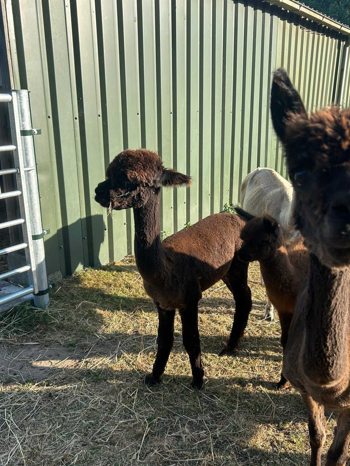 Alpaca merrie, Oktober, Vrouwelijk