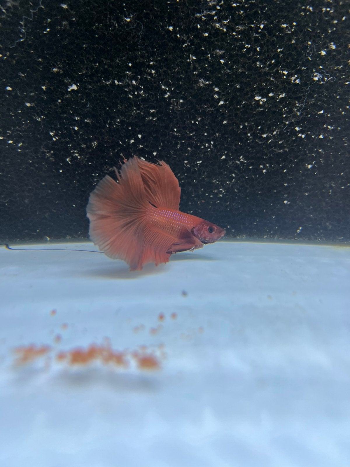 Betta halfmoon, Vis