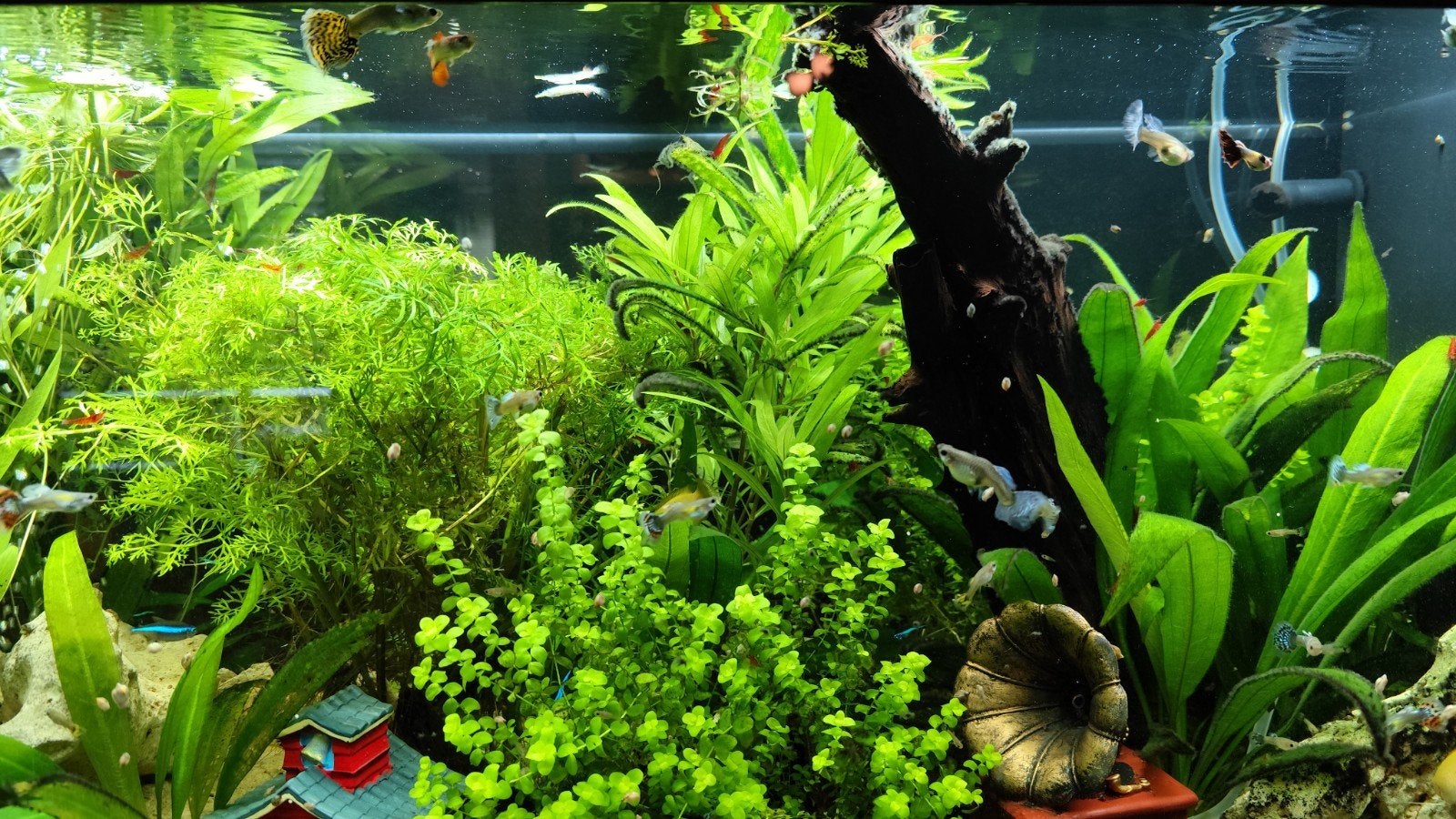 Guppy vrouwtjes en guppy baby's, Vis