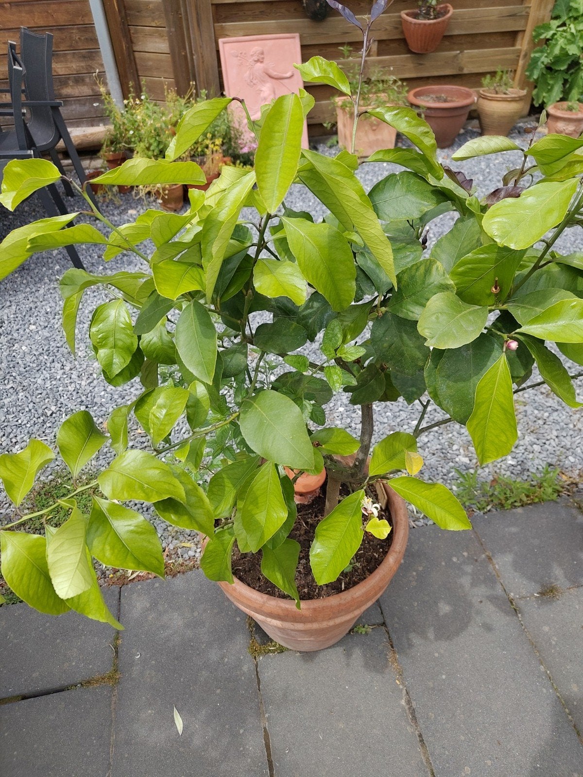 Citroenboom (Femminello Carrubaro), Overige soorten, Volle zon, Vaste plant, Ophalen of Verzenden