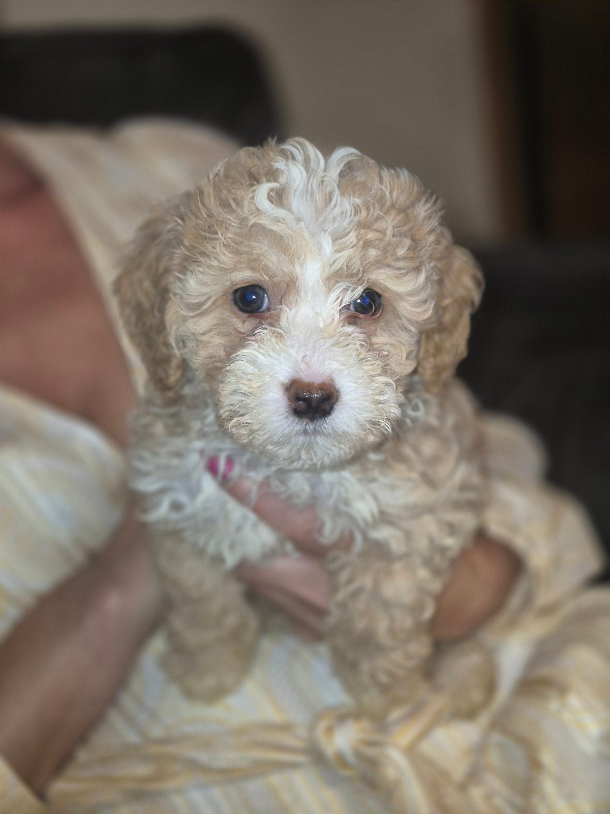 maltipoo F2 puppy's ouders zijn beide F1 maltipoo's, Dieren en Toebehoren, Overige rassen, 8 tot 15 weken, Meerdere, Meerdere dieren