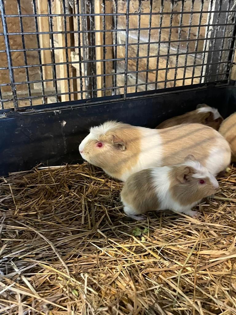 Mooi cavia zeugje, Dieren en Toebehoren, Cavia, April, Vrouwelijk, Tam