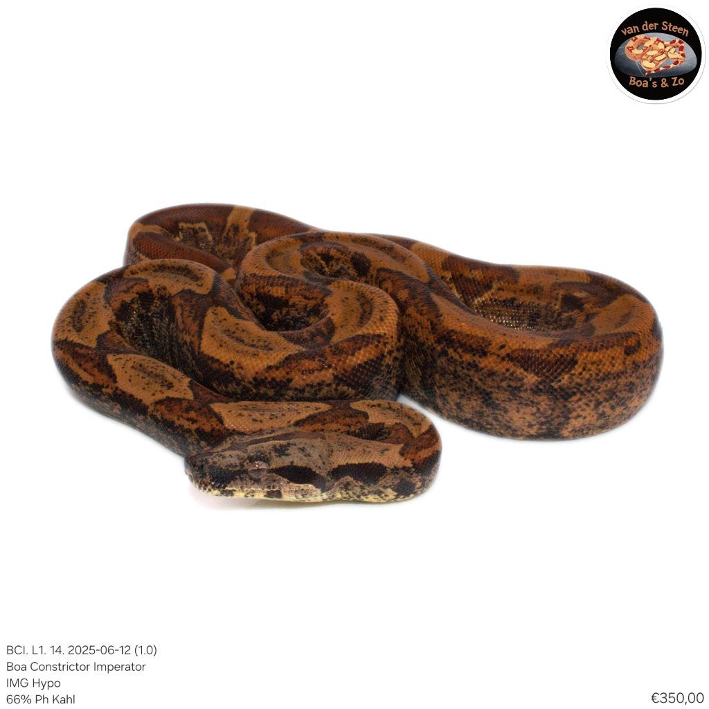 Boa Constrictor Imperator Litter 01 2025 Boa Constrictor photo 9