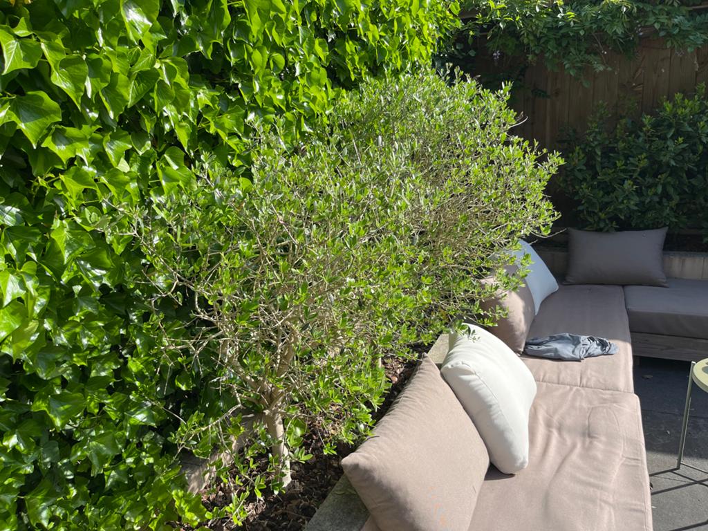 Olijfboompjes, Tuin en Terras, Overige soorten, Volle zon, Vaste plant, Ophalen of Verzenden