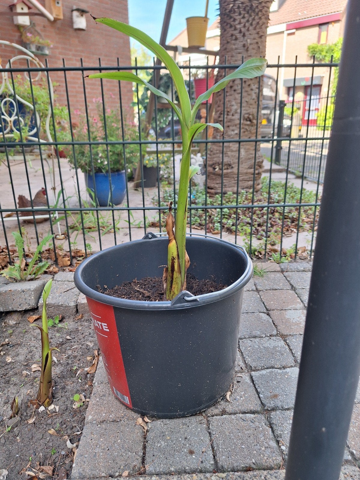 BANANEN STEK / PLANT, Ophalen, Minder dan 100 cm, Overige soorten, Zomer