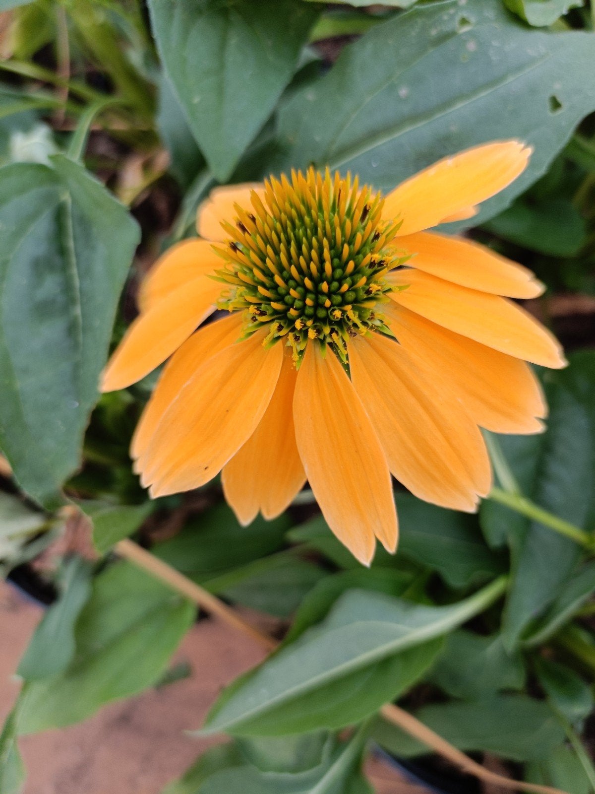 Goudgele Zonnehoed in 2 liter pot, Overige soorten, Volle zon, Vaste plant, Ophalen of Verzenden