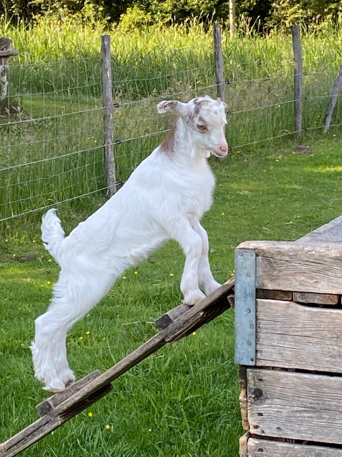 Girgentana geitjes en bokjes, Dieren en Toebehoren, Schapen, Geiten en Varkens, Mannelijk, Geit