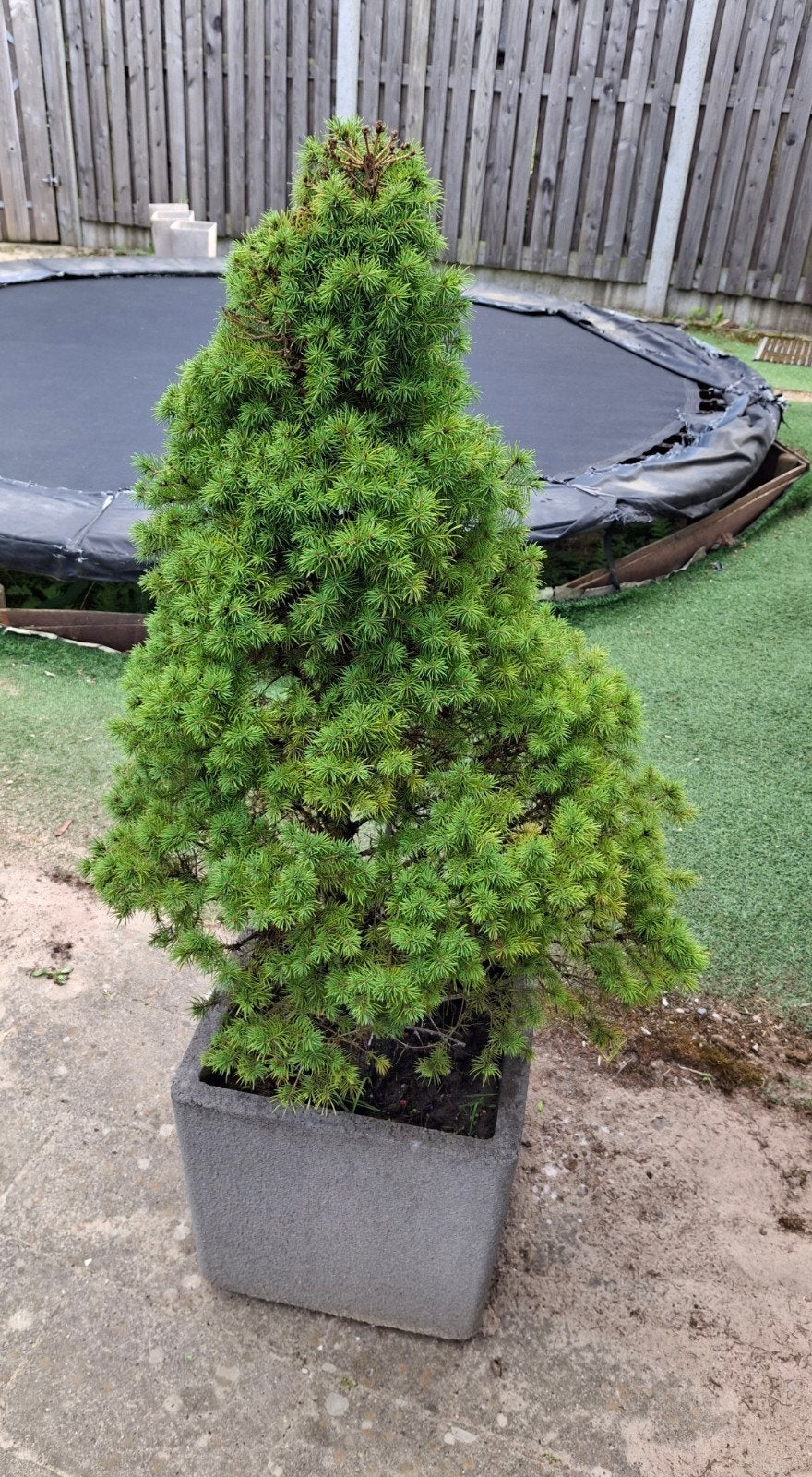 Dwergspar in pot picea glauca Conica klein kerstboompje, Volle zon, Vaste plant, Bloeit niet, Ophalen