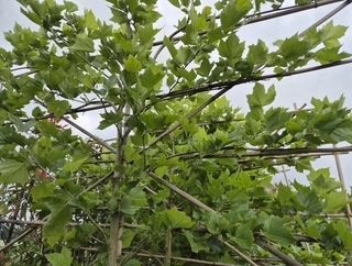 Lei Plataan (Platanus acerifolia), Bloeit niet, Leiboom, Ophalen, Volle zon