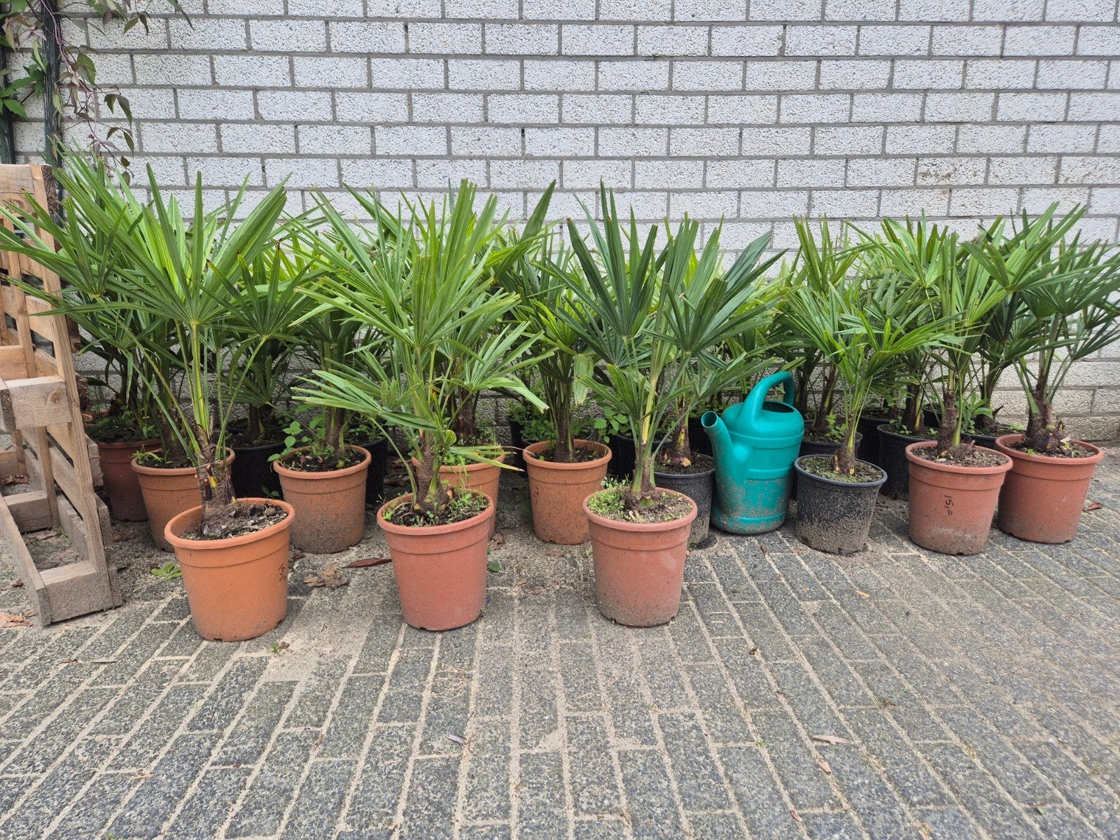 Palmboom Trachycarpus Fortunei chinese waaierpalm winterhard, Lente, Minder dan 100 cm, Palmboom, Ophalen
