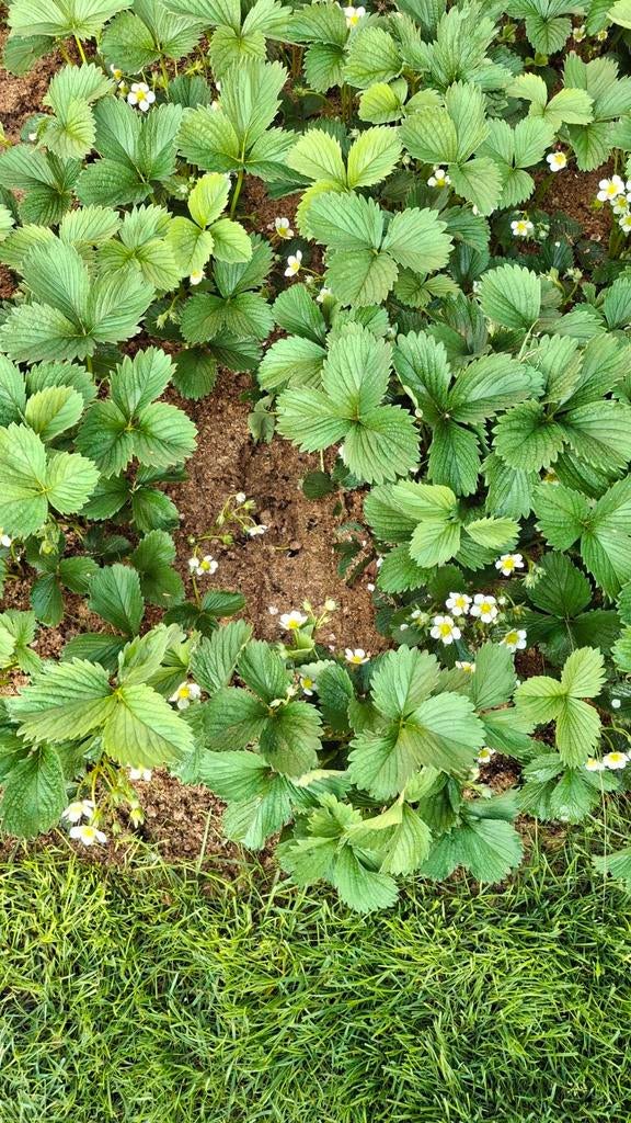 Diverse aardbeienplanten uit volle grond, Tuin en Terras, Planten | Tuinplanten, Ophalen, Volle zon, Vaste plant, Fruitplanten