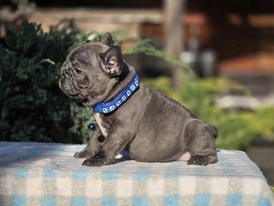 Lieve en speelse Franse Bulldog puppy's, Dieren en Toebehoren, 8 tot 15 weken, Bulldog, Meerdere, Meerdere dieren