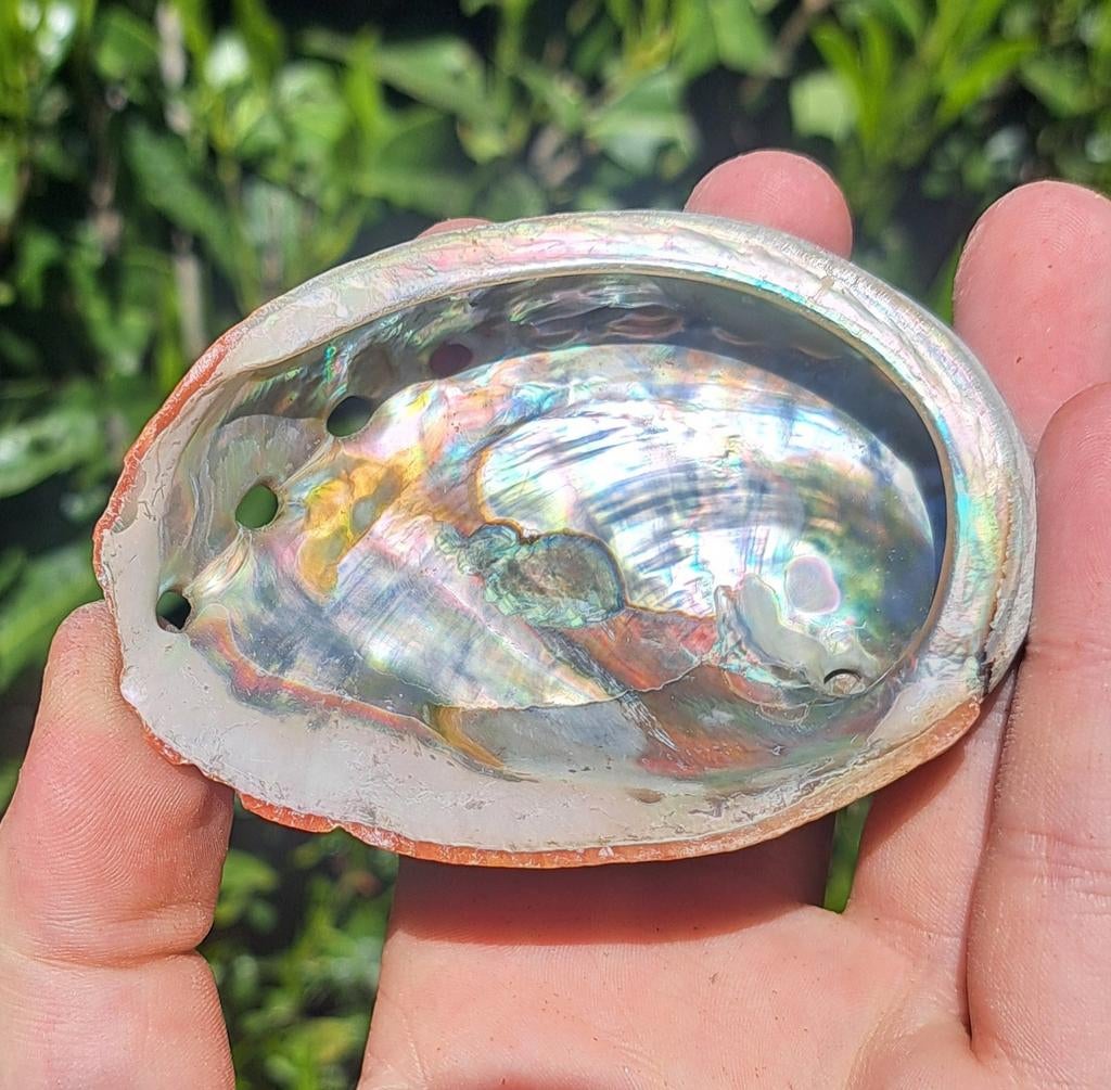 Abalone schelp parelmoer schelpen regenboog flash, Ophalen of Verzenden, Schelp(en)