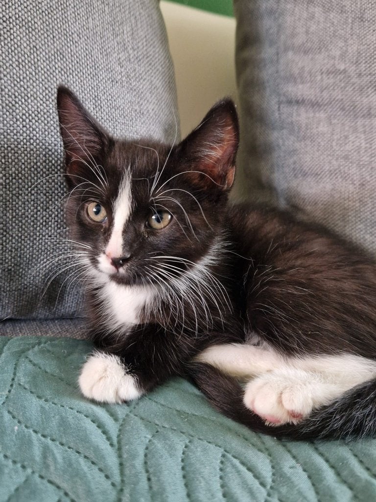Lief katertje van 13 weken zoekt een warm thuis ️, Kater, Ontwormd, 0 tot 2 jaar