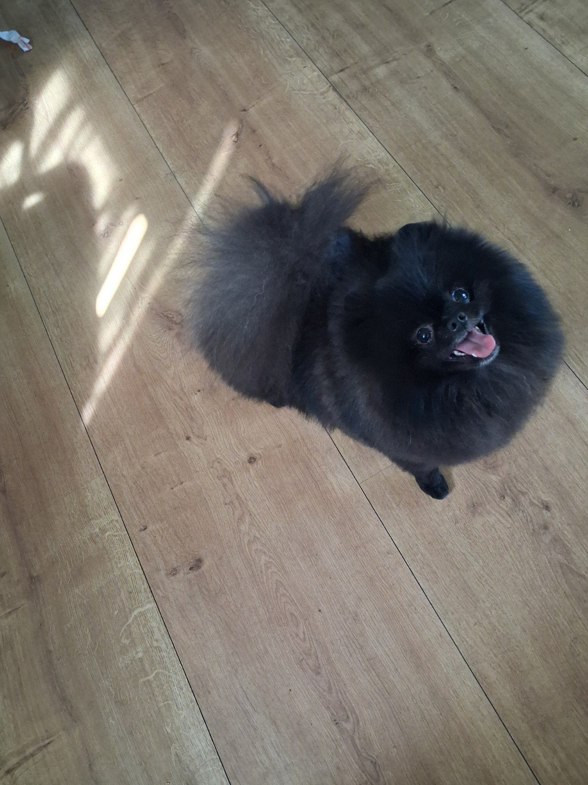 pommeriaan Reu van 1 jaar., Dieren en Toebehoren, 1 tot 2 jaar, Eén hond, Nederland, Particulier