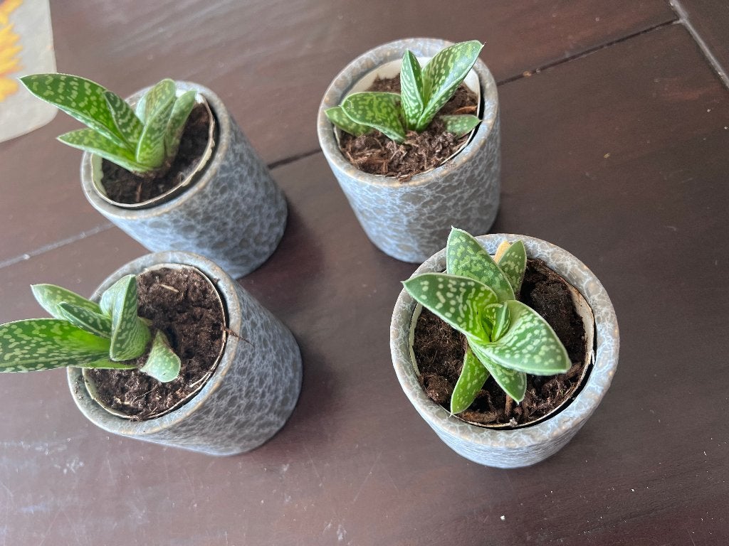 4 x mini bloempot bloempotjes grijs 7 x 7 cm incl plantjes, Rond, Binnen, Ophalen of Verzenden, Aardewerk