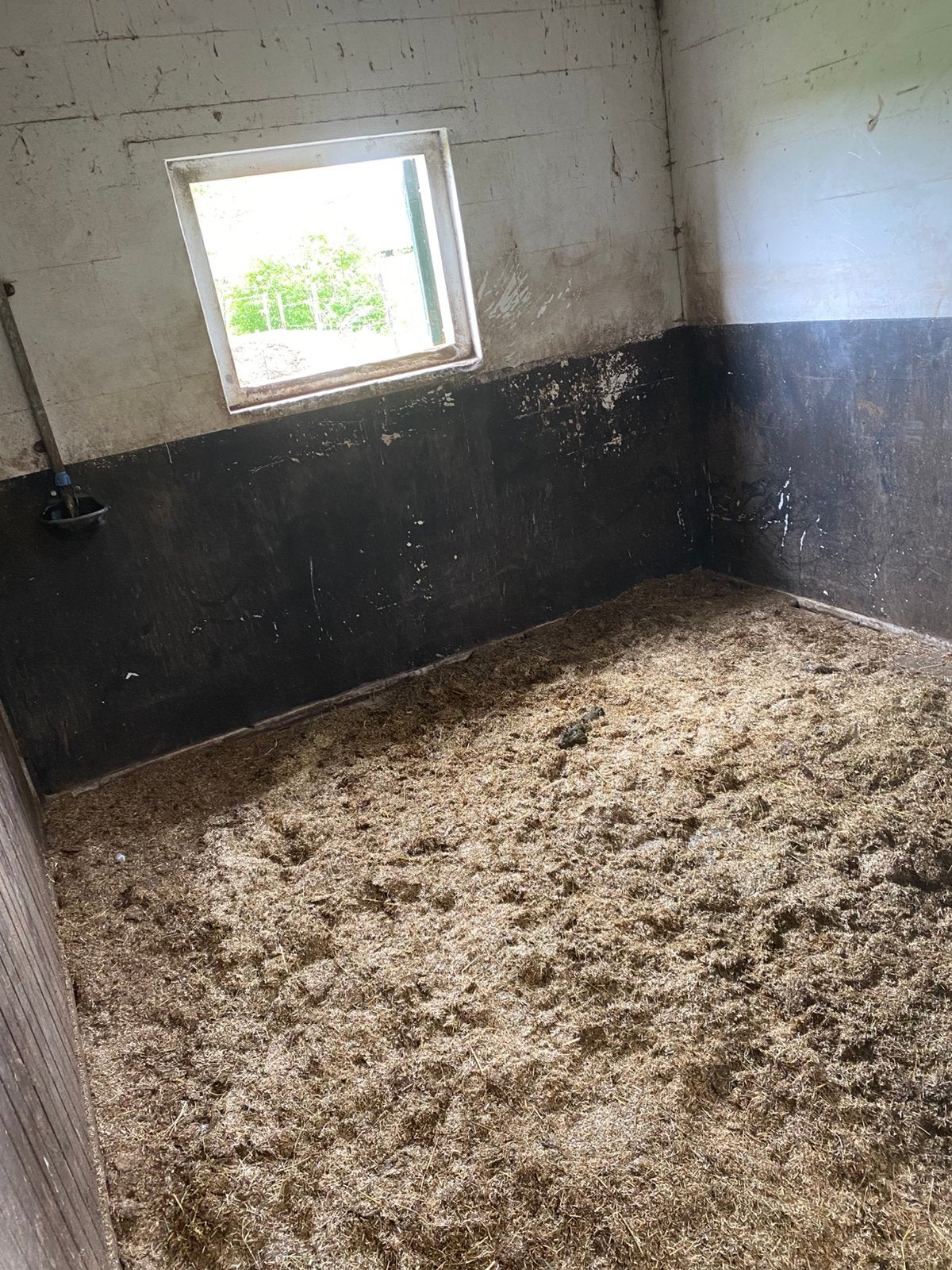 Stal vrij / paard te koop