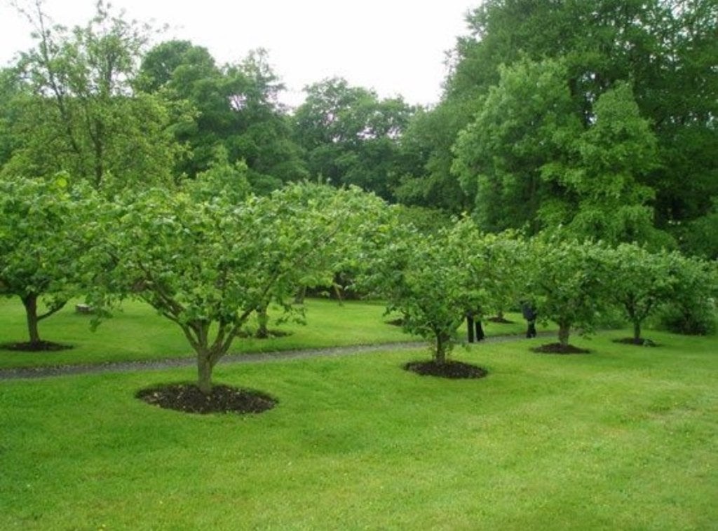 Professioneel snoeien van fruitbomen, Ophalen of Verzenden, 250 tot 400 cm, Appelboom, Lente