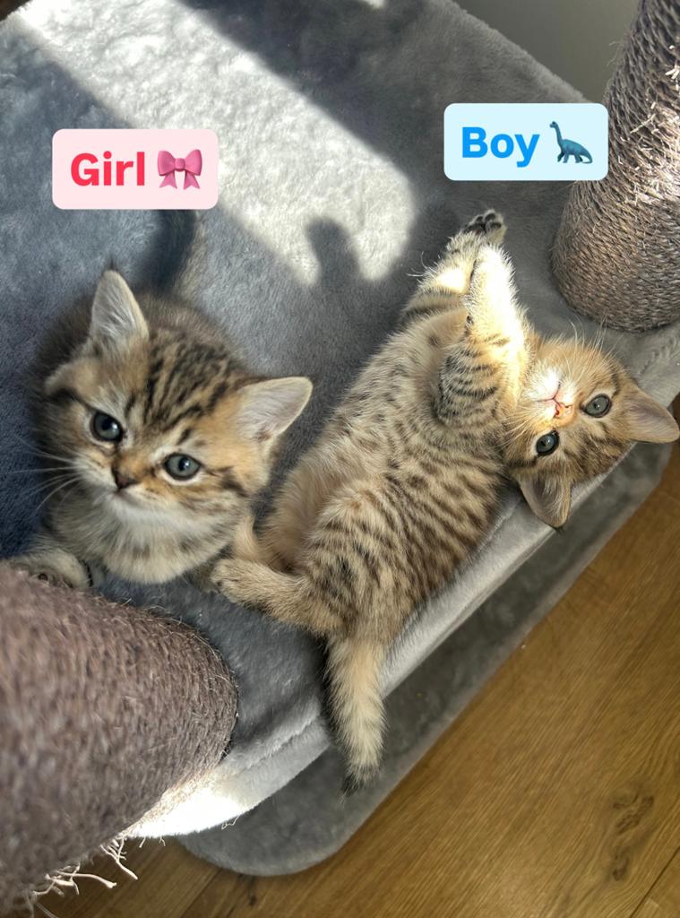 Nog 1 britskorthaar kitten !!, Meerdere dieren, Ontwormd