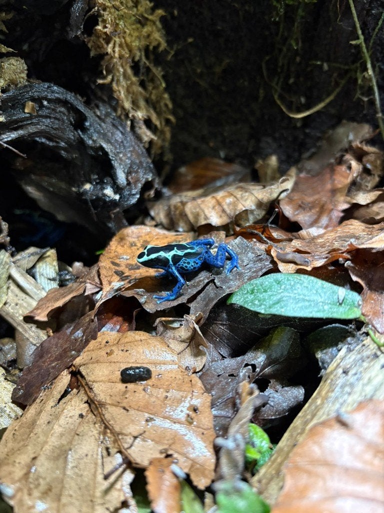 Dendrobates tinctorius Sipaliwini Blue Frog photo 3