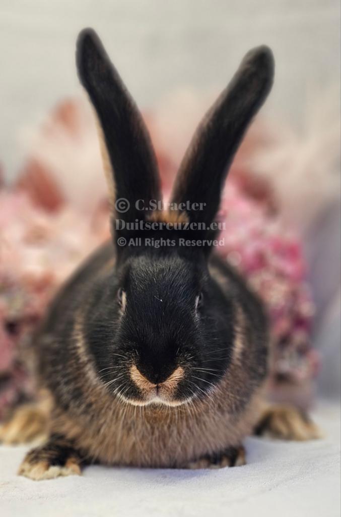 De ECHTE Duitse reuzen Rambo junior bloedlijn., Dieren en Toebehoren, Konijnen, Meerdere dieren, Groot, 0 tot 2 jaar