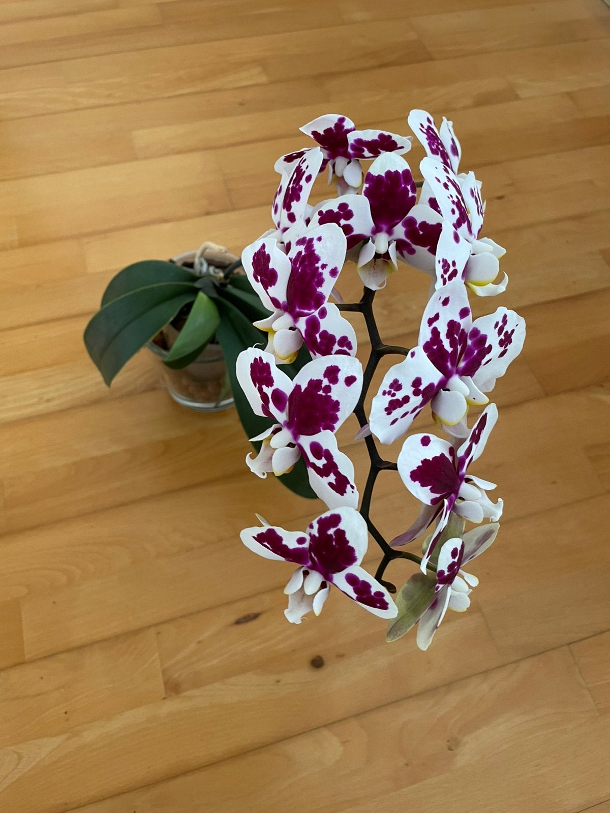 Orchidee- gevlekt, Ophalen of Verzenden, Zo goed als nieuw, Zilver, Overige materialen