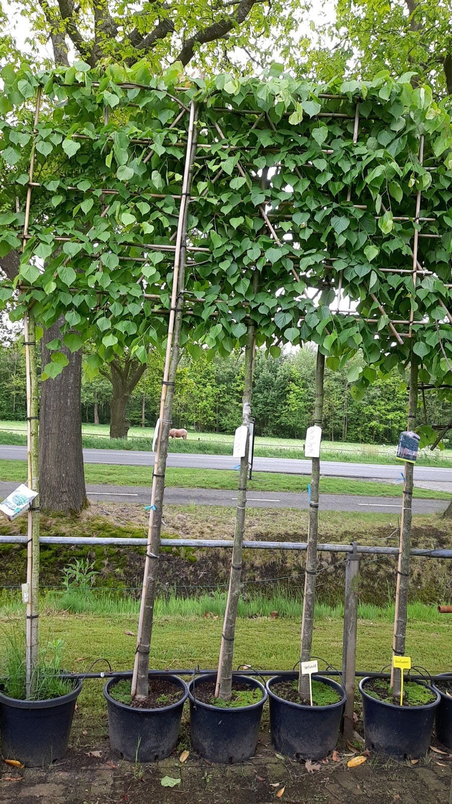 Leilinde 200cm, Ophalen, Halfschaduw, Overige soorten, 100 tot 250 cm