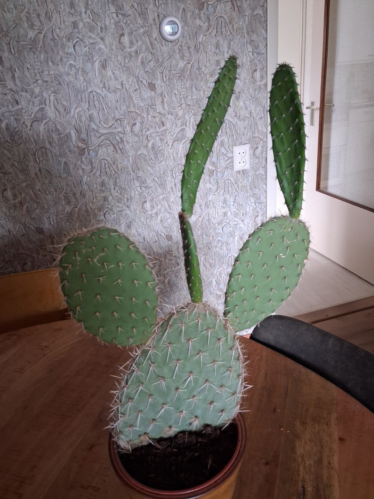 Cactus met bloempot, Huis en Inrichting, Kamerplanten, Ophalen, Cactus, Volle zon, Minder dan 100 cm