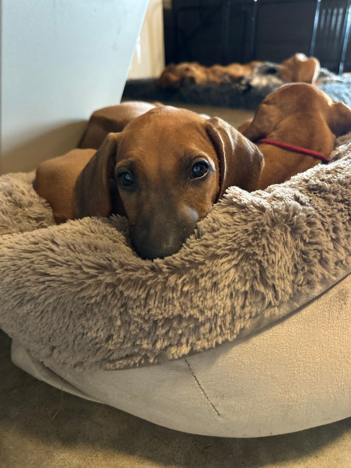 rodeshian ridgeback pups, 2 teefjes, 1 reutje beschikbaar, Dieren en Toebehoren, Parvo, Overige rassen, 8 tot 15 weken, Meerdere