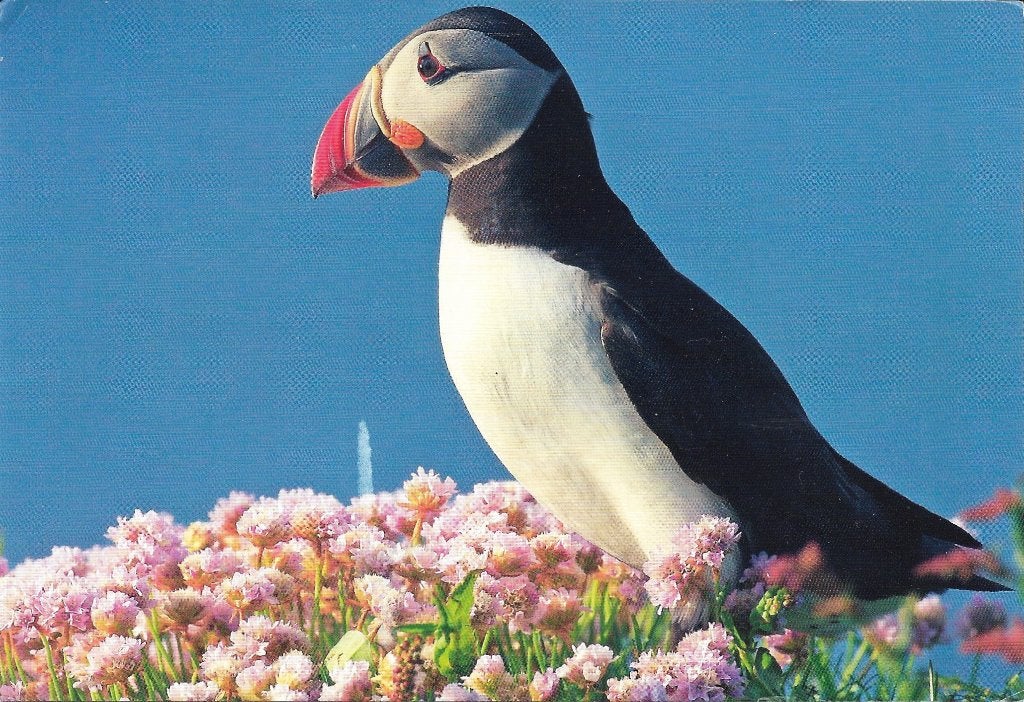 Ansichtkaart  	Papagaaiduiker, Verzamelen, Verzenden, 1980 tot heden, Gelopen, Vogel