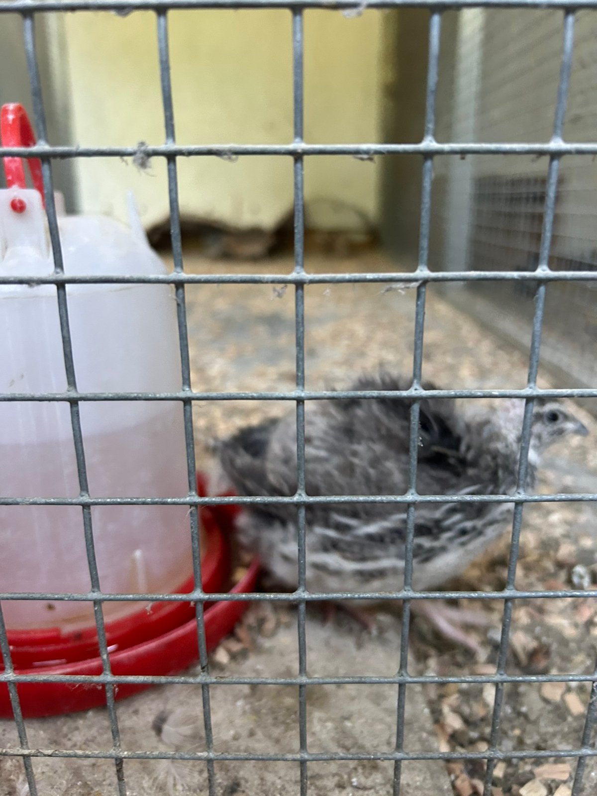 Kwartet Japanse Kwartels, Dieren en Toebehoren, Pluimvee, Meerdere dieren, Overige soorten
