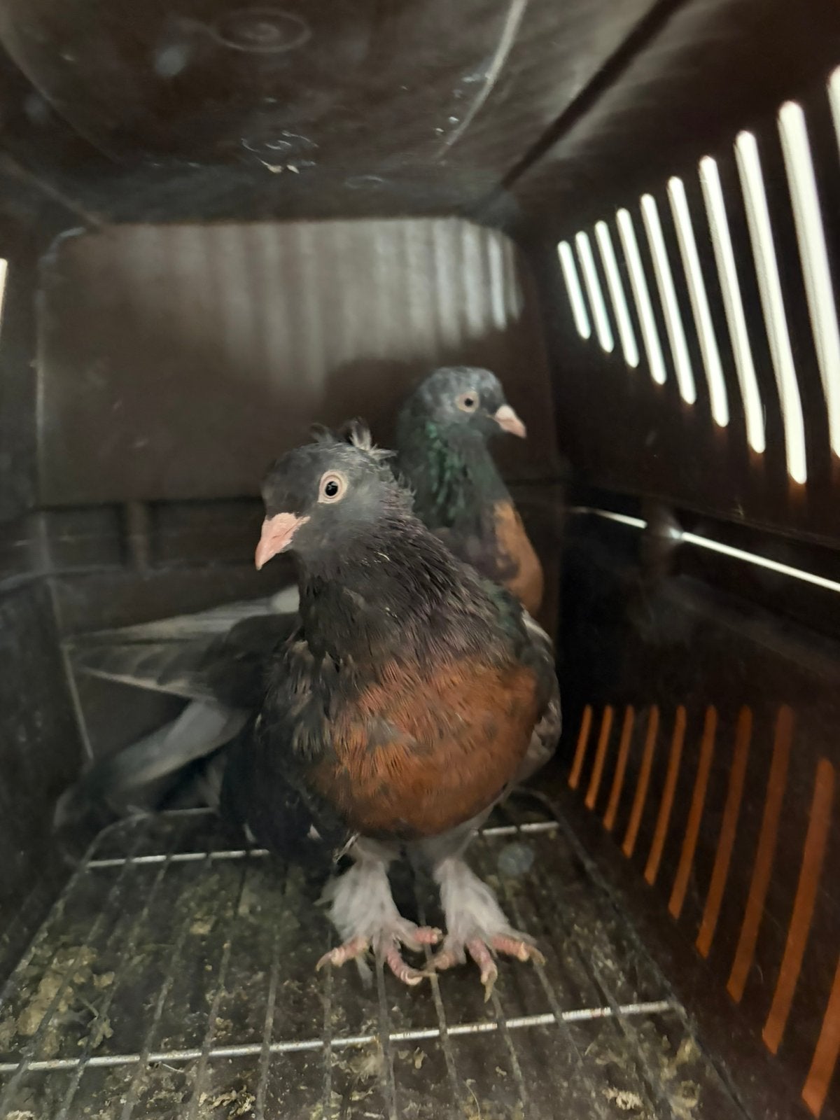 Takla, Dieren en Toebehoren