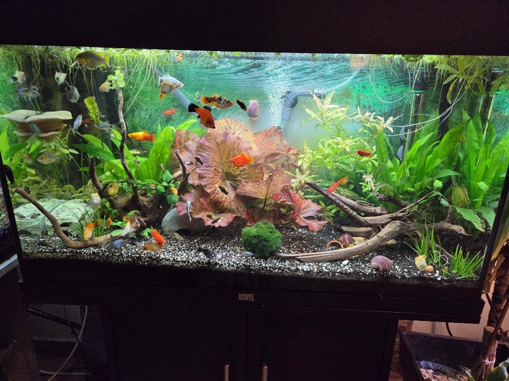 ​Juwel Rio 125 compleet met meubel en vissen - Direct weg, Ophalen, Gebruikt, Gevuld zoetwateraquarium, Pomp