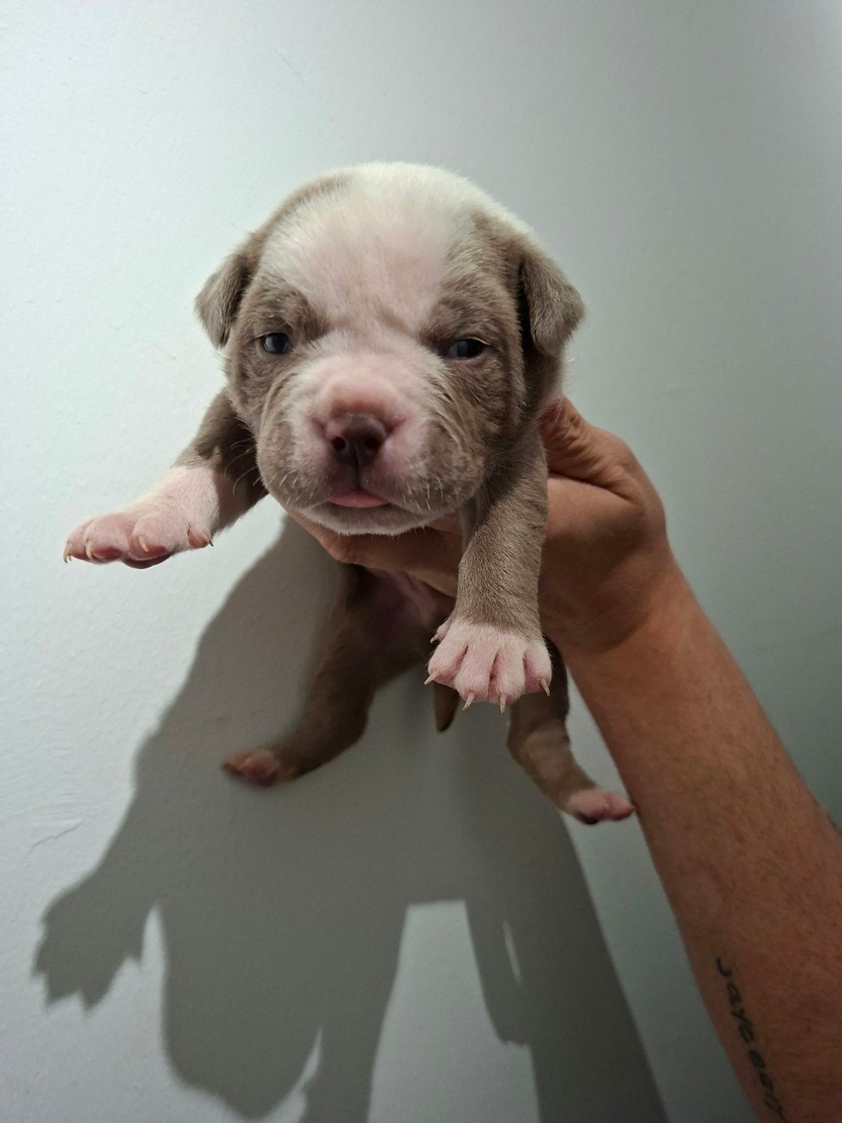 Amerikaanse Bulldog pups - Type Bully, Dieren en Toebehoren, Reu, 8 tot 15 weken, Bulldog, Meerdere