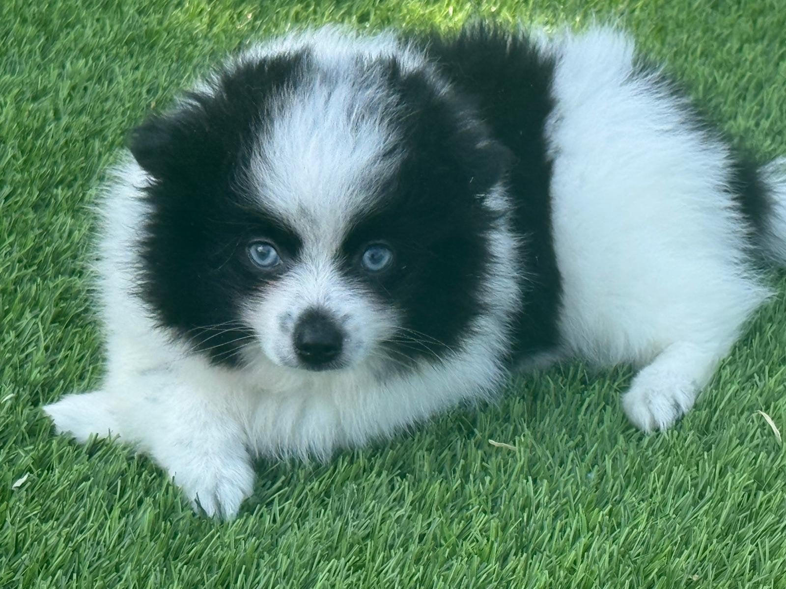 Te koop mooie Panda Pomeraan Pomeriaan pups (dwergkees), Parvo, Nederland, Keeshond, 8 tot 15 weken