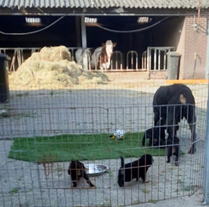 Rottweiler  pups (reu), Dieren en Toebehoren, Reu, 8 tot 15 weken, Meerdere, Herder