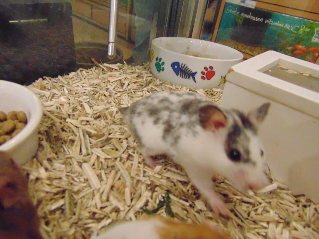 Tamme jonge muizen in Assen., Maart, Muis, Vrouwelijk, Tam