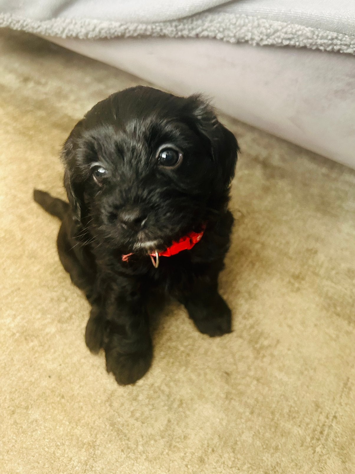 Ras yorkipoo, 8 tot 15 weken, Meerdere, Nederland, Particulier