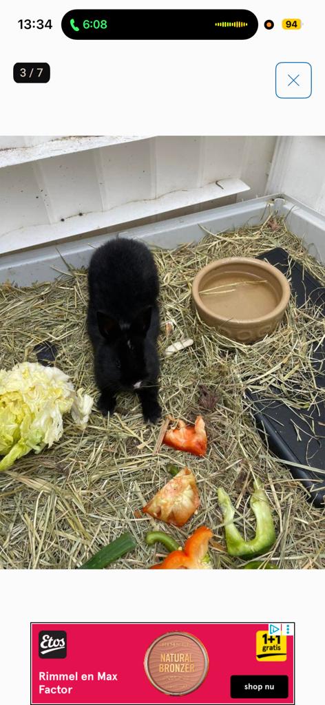 Baby konijntjes, Dieren en Toebehoren, Konijnen, Meerdere dieren, Dwerg