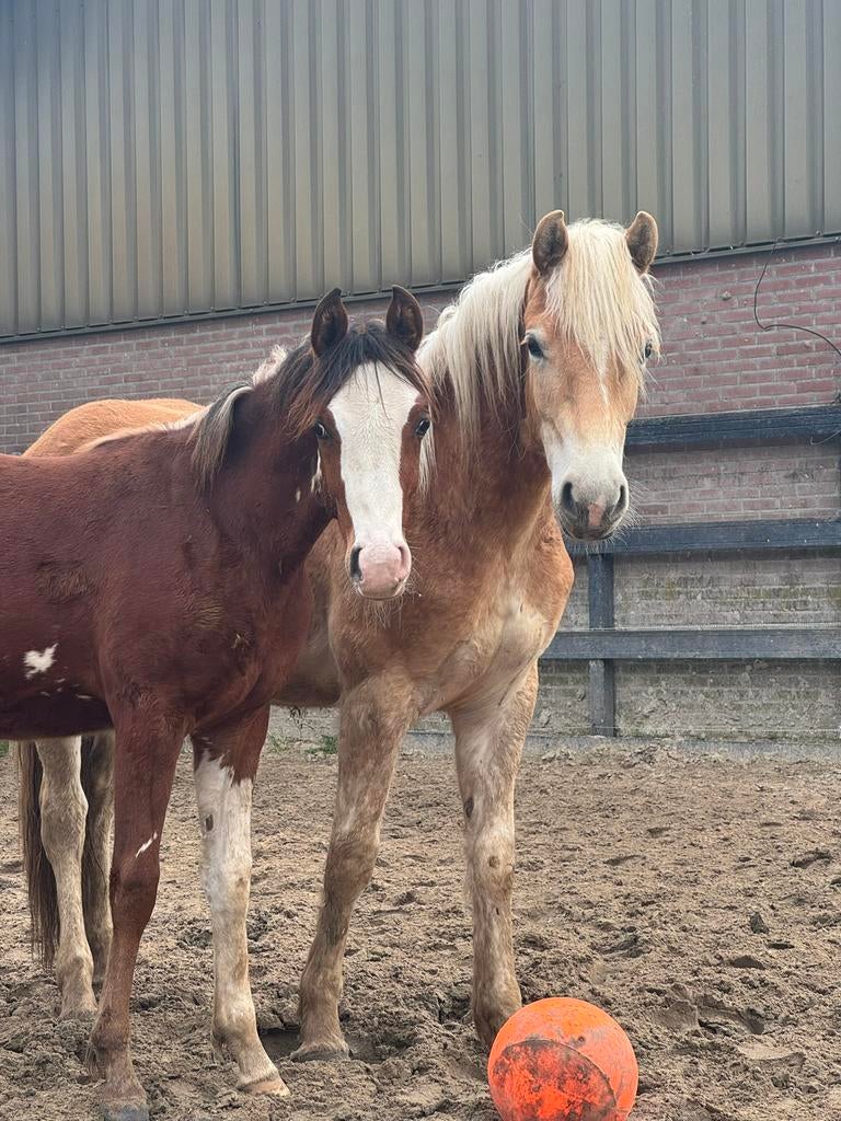 Stal hulp gezocht Putten GLD