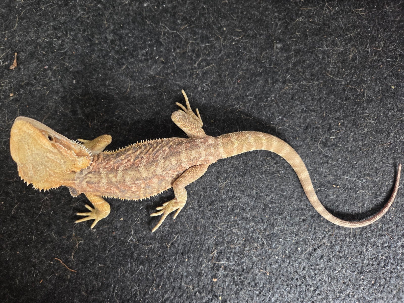 Baardagaam Pogona Vitticeps Classic Citrus/Orange Bearded Dragon photo 4
